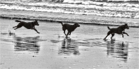 Rosie_and_friends21_-_Ian_Peters.jpg