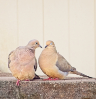 Doves_In_Love_-_By_Karen_McMahon.jpg