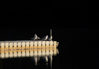 Gulls-on-the-dockLazloGyorsok.jpg
