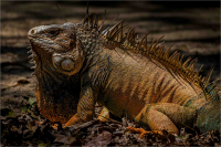 Iguana_in_the_Forrest_by_Bert_Schmitz.JPG