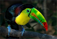 Keel-billed_Toucan_by_Bert_Schmitz.JPG