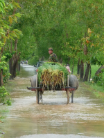 The_Lemongrass_Farmer_Mark_Marshall.jpeg