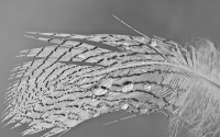 Lone_Feather_-_By_Karen_McMahon.jpg