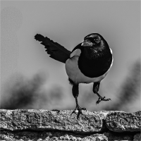 Magpie_one_leg_-_Ian_Peters.jpg