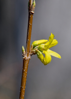 Forsythia_Buds_3_22_2025_A.jpg