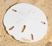 Sand_Dollar_3_22_2025_C.jpg