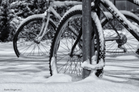 Snow_Go_DawnDingee.jpg