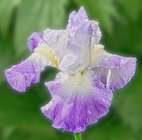 April_Shower_-_By_Karen_McMahon.jpg