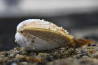 Clam_Shell_on_the_Seashore_DawnDingee.jpg