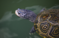 Diamondback_Terrapin_DawnDingee.jpg