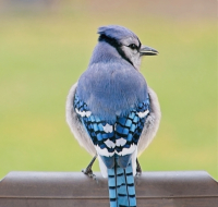 Pretty_As_A_Picture_-_By_Karen_McMahon.jpg