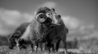 BigHorn_LazloGyorsok.jpg