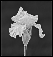Rainy_Day_-_By_Karen_McMahon.jpg