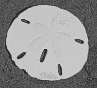 Sand_Dollar_-_By_Karen_McMahon.jpg