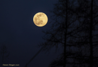 Full_Moon_DawnDingee.jpg