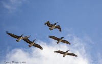 Pelicans_DawnDingee.jpg