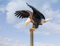 Sky_High_-_By_Karen_McMahon_1.jpg