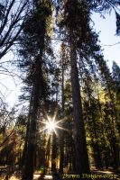 Tall_Trees_DawnDingee.jpg