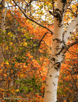 3-Birches_DawnDingee.jpg