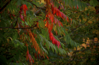 DSCF7436.jpg