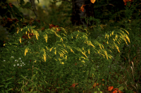 DSCF7754.jpg