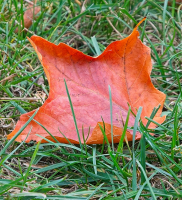 Fall_On_The_Way_1_-_By_Karen_McMahon.jpg