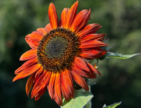 Fall_On_The_Way_3_-_By_Karen_McMahon.jpg
