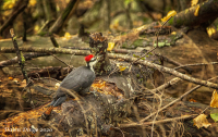 Woody_Woodpecker_1.jpg