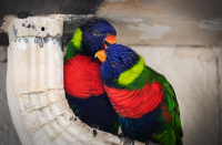 Love_Birds_DawnDingee.jpg