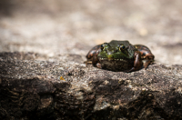 Toadally_Adorable_DawnDingee.jpg