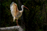 American_White_ibis_by_Bert_Schmitz.JPG