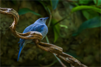 Blue_Gray_Tanager_by_Bert_Schmitz.jpg
