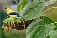 So_Many_Seeds2C_So_Little_Time_-_By_Karen_McMahon.jpg