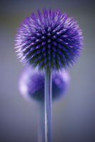 Thistles_standing_at_attention_Silloo_Marshall.jpeg