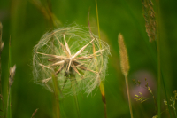 Vintage_Blowball_-_Raphael_Swift.jpg