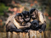 Three_monkeys_examine_the_fourth21_-_Ian_Peters-052357-Edit_stroke.jpg