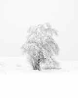 Winter_Coat_28B_W29_-_Jack_Kearney.jpg