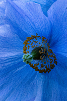 Blue_Flower_Andres_Valdespino.jpg