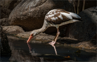 Immature_White_Ibis_by_Bert_Schmitz.jpg