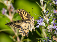 Old_World_Swallowtail_nectaring_-_Ian_Peters-157182.jpg