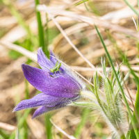 Pasque_Flower_hosting_a_Cricket__-_Ian_Peters-4223097.jpg