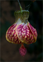 Abutilon__Tiger_Eye_.jpg