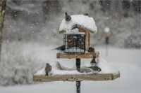 At_the_feeder_by_Bert_Schmitz.jpg