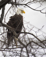 Eagle_in_Westchester_DawnDingee.jpg