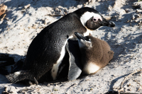 Mother_Penguin_and_Chick_Andres_Valdespino.jpg