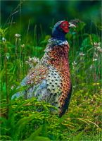 Pheasant_by_Bert_Schmitz_.jpg