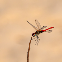 Ruddy_Darter_about_to_land_-_Ian_Peters-.JPG