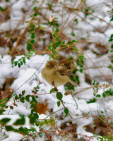Sparrow_in_Winter_MarkMarshall.jpeg