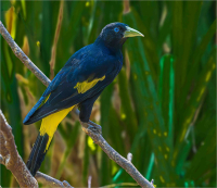 Yellow-Rumped_Cacique_by_Bert_Schmitz.JPG