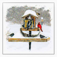 Birds_in_the_Snow_by_Bert_Schmitz.jpg